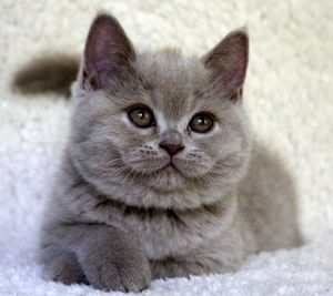 Close-up portrait of a cat