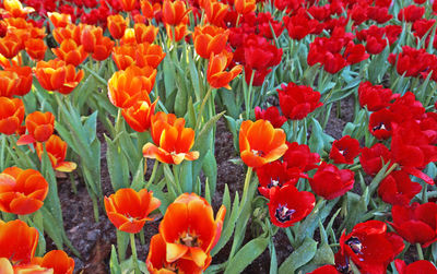 Close-up of orange poppy flowers in field