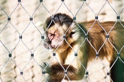 Close-up of sheep seen through chainlink fence