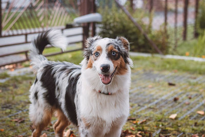 Australian shepherd puppy playing in a pile of colourful leaves and smiling happily