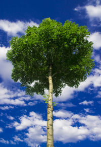 Low angle view of tree against cloudy sky