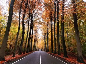 Road amidst trees in forest during autumn