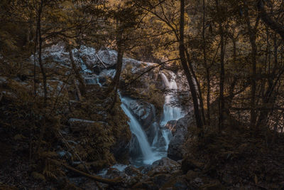 Scenic view of waterfall in forest