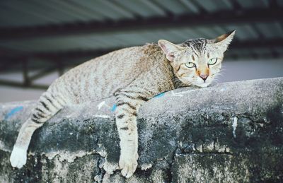 Portrait of a cat sitting on retaining wall