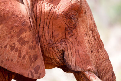 Close-up of elephant