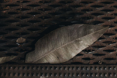 Close-up of leaf on rusty metal