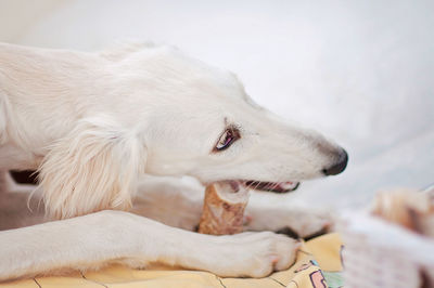 Close-up of a dog resting