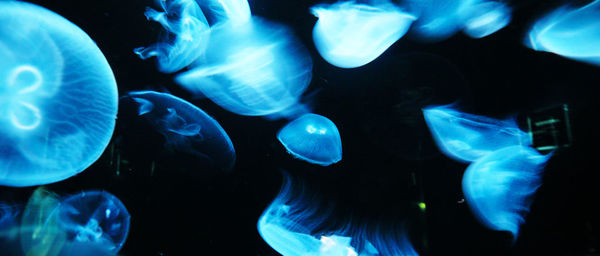 Close-up of jellyfish swimming in water