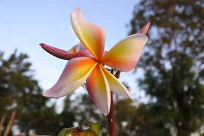 Low angle view of flowering plant against sky