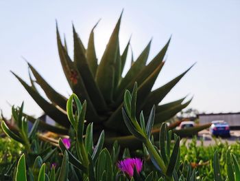 Close-up of plants against sky