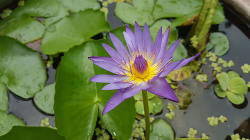 Close-up of lotus water lily in pond