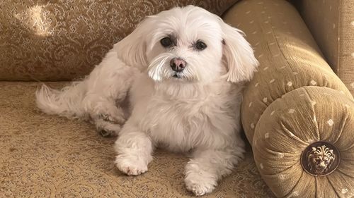 pet