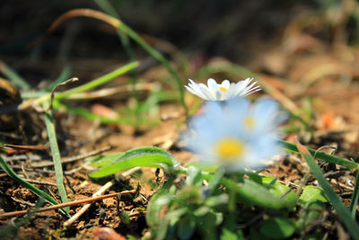 Close-up of white crocus flowers on field