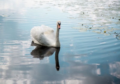 High angle view of white swan on lake