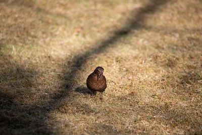 Blackbird with worms in its beak