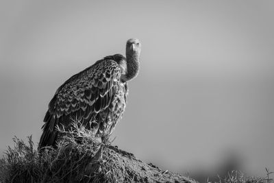 Close-up of bird perching on branch