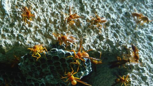 Close-up of honey bees on honeycomb on wall