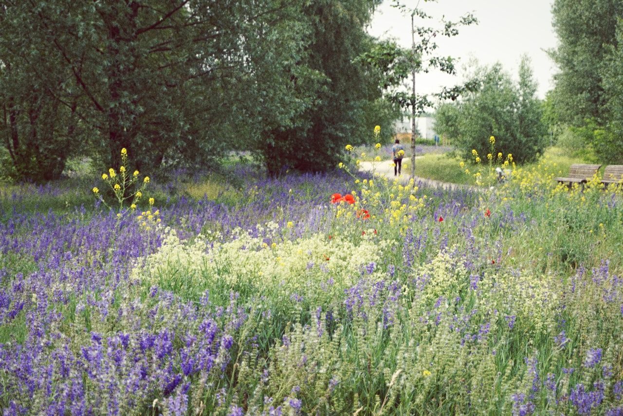 PURPLE FLOWERS GROWING IN FIELD