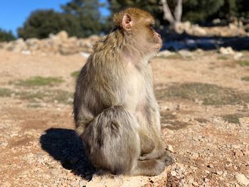 Lion sitting on land