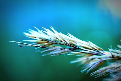 Close-up of flowers against blurred background
