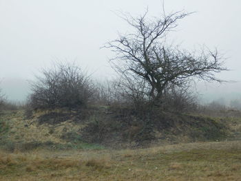 Bare trees on field in foggy weather