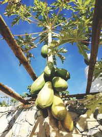 Low angle view of fruits on tree against sky