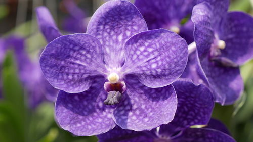 Close-up of purple flowering plant in park