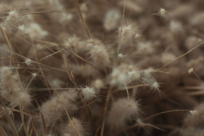 Close-up of dandelion against plants