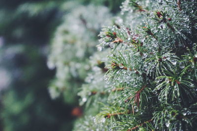 Close-up of wet pine tree during rainy season