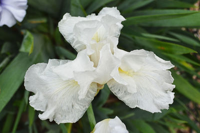 Close-up of white flower blooming outdoors