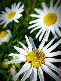Close-up of white daisy flower