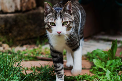 Portrait of cat sitting on floor