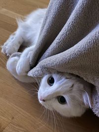 Close-up portrait of a cat