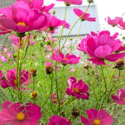 Close-up of pink flowers