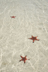 High angle view of starfish in sea