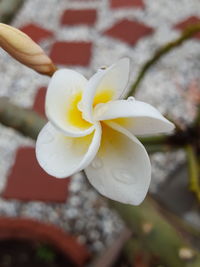 Close-up of white flower