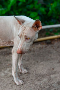 Portrait of dog standing on field