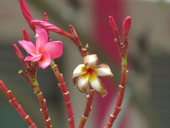 Close-up of pink flower buds