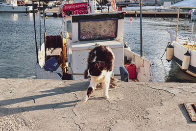 Dog sitting on boat in sea