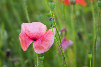 Close-up of pink flowering plant