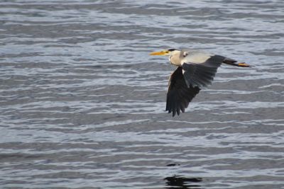 Bird flying over water