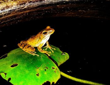 Close-up of frog on lake