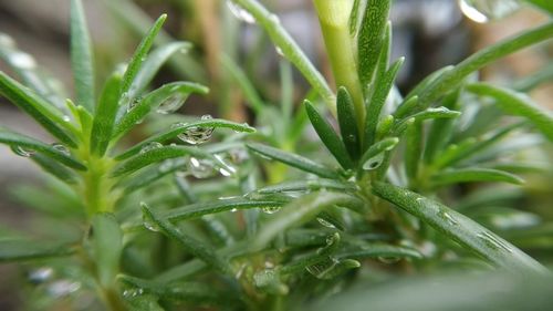 Close-up of wet plant