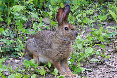 Closeup of a wild rabbit sitting alert