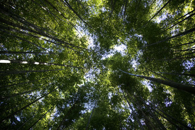 Low angle view of trees in forest