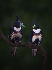 Close-up of birds carrying insects in beak while perching on branch