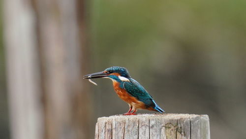 Close-up of bird perching on wooden post