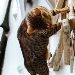 Close-up of cat in snow