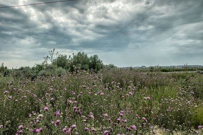 Scenic view of field against sky