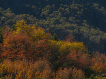 Trees in forest during autumn